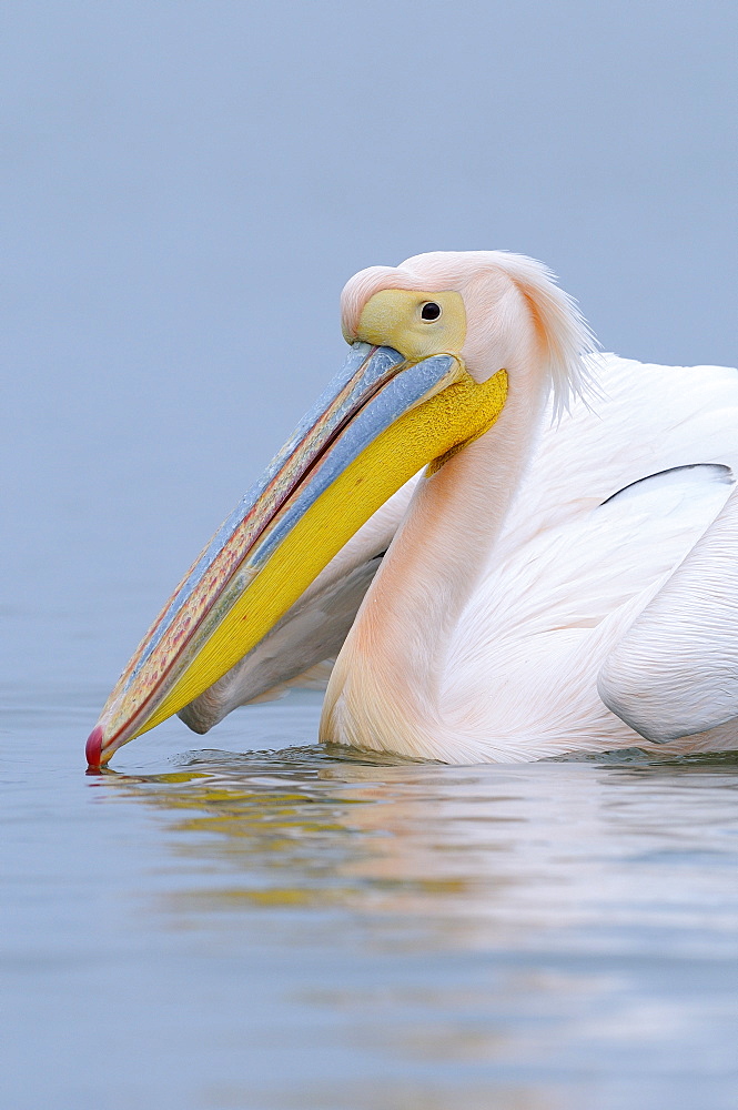 White pelican (pelecanus onocrotalus) portrait of adult in breeding plumage, lake kerkini, greece  