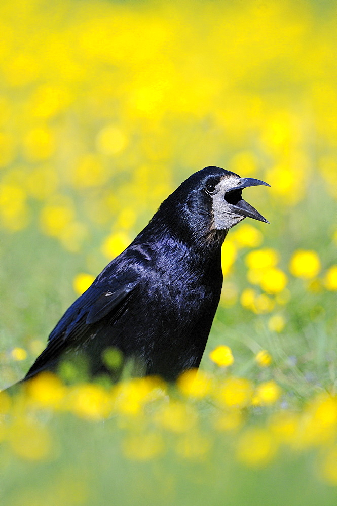 Rook (corvus frugilegus) standing in field of buttercups, calling, oxfordshire, uk  