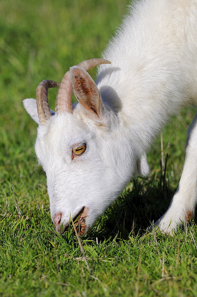 White domestic goat, feeding on grassland, oxfordshire, uk  