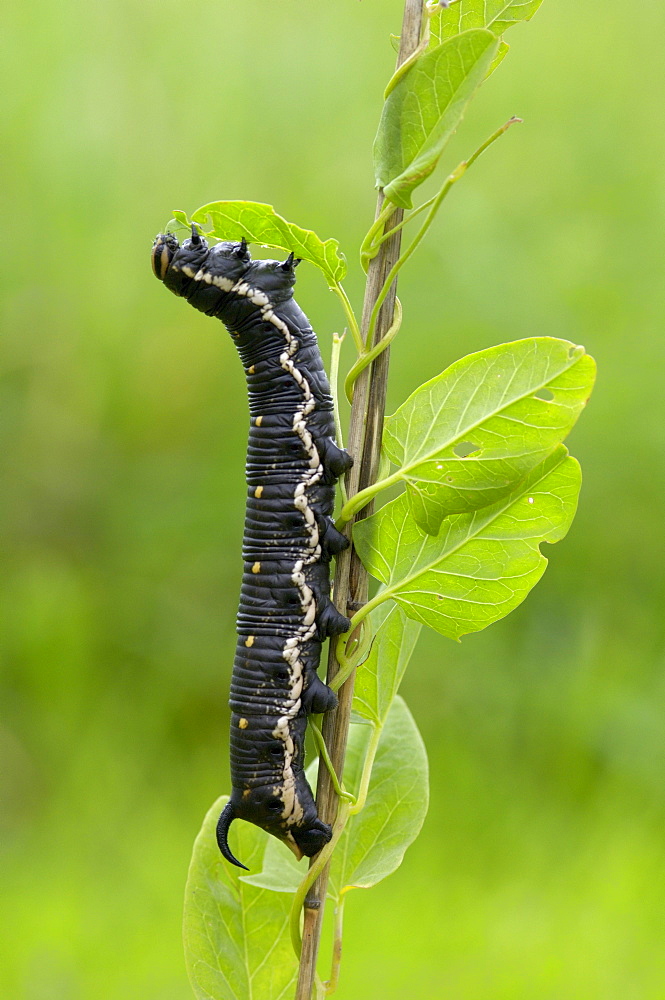 Convolvulus hawkmoth (herse convolvuli) caterpillar or larva feeding on lesser 