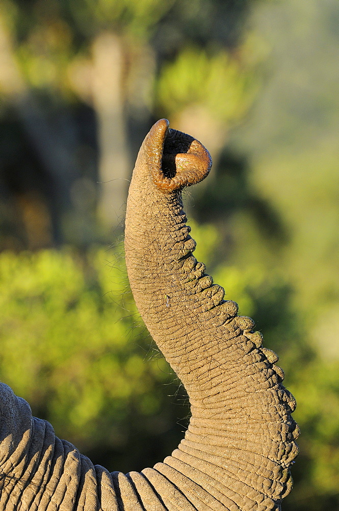 African elephant (loxodonta africana) close-up of trunk, eastern cape, south africa