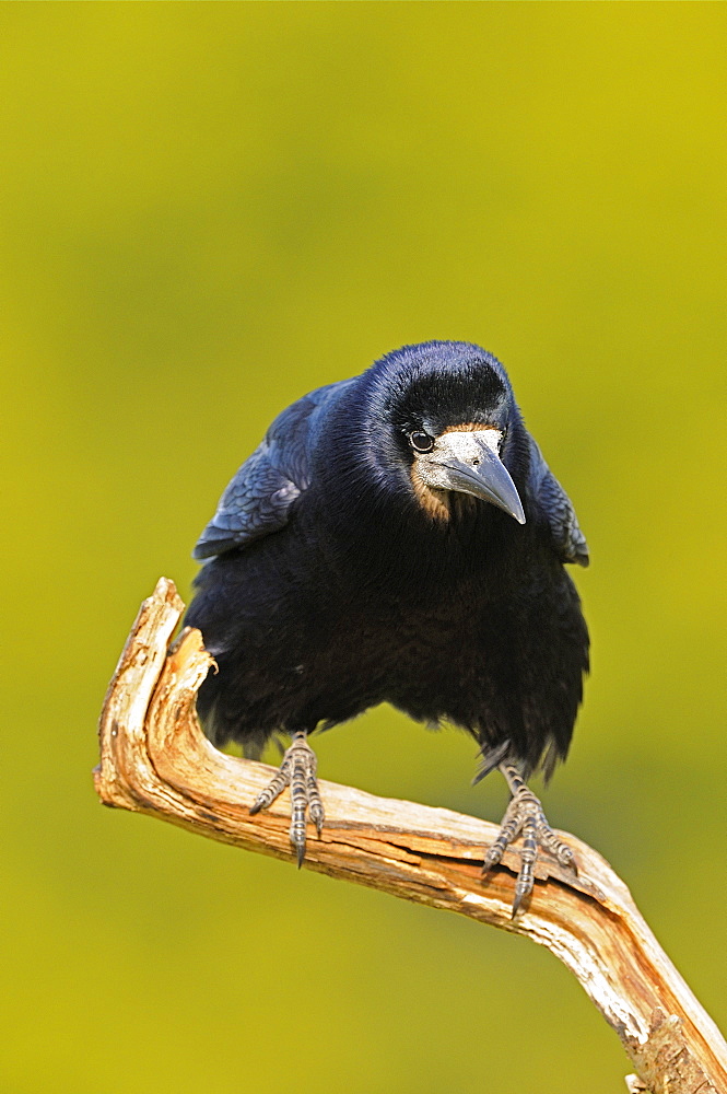 Rook (corvus frugilegus) perched on dead branch, oxfordshire, uk  