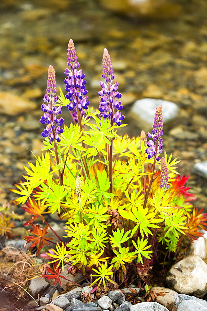 Lupins (Lupinus) near Lake Tekapo, South Island, New Zealand, Pacific