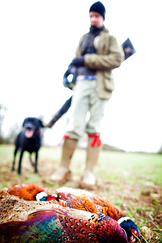 Pheasant and gun and gun dog, Oxfordshire, England, United Kingdom, Europe