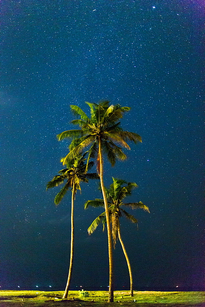 Palm trees under stars, Sri Lanka, Asia