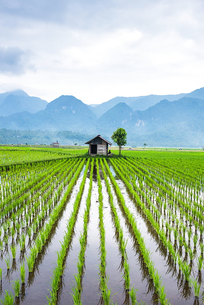 Small hut in the middle of Padi field in Sumatra, Indonesia, Southeast Asia