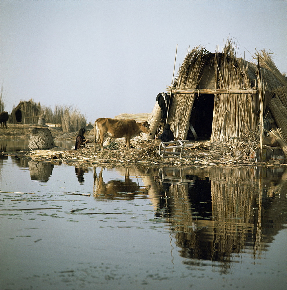 Village in the Marshes, Iraq, Middle East