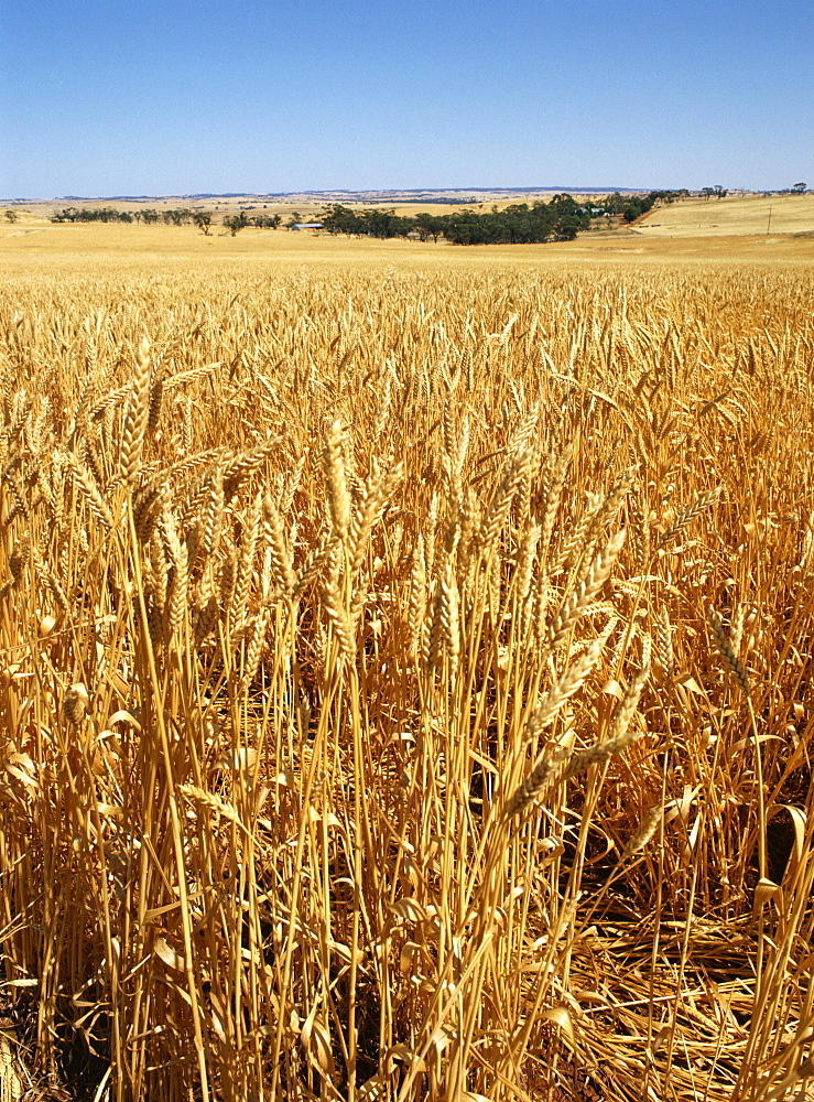 Vast fields of ripening wheat in December near Northam, Western Australia, Australia, Pacific