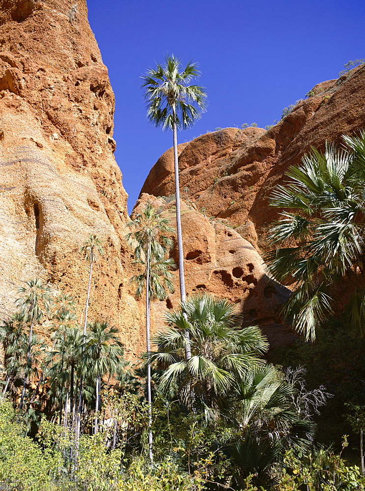 Palm trees at approach to Echidna chasm, Purnululu National Park, UNESCO World Heritage Site, Bungle Bungle, Kimberley, Western Australia, Australia, Pacific