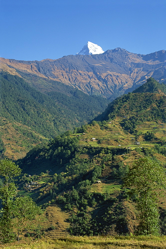 Tip of Annapurna South above terraced hills, looking east from Sikha Village, between Tatopani and Ghorepani on the Jomsom Trek north of Pokhara, Nepal, Asia