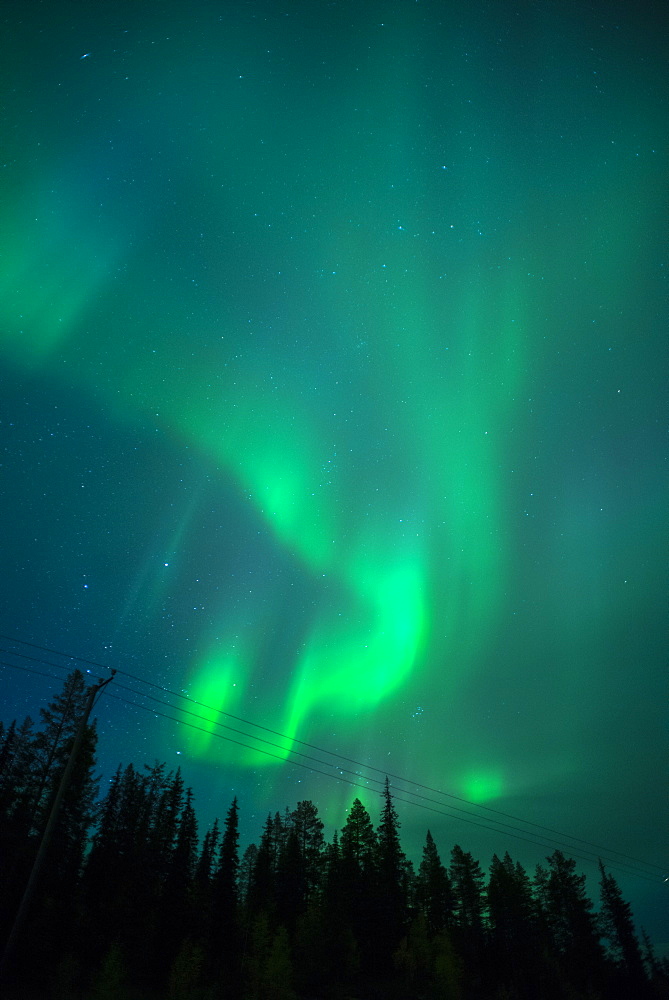 Aurora Borealis over coniferous forest at night, Muonio, Northern Finland, Finland, Scandinavia, Europe