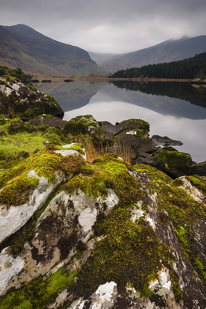 Moss covered rock, Cummeenduff Lake, Black Valley, Killarney, County Kerry, Munster, Republic of Ireland, Europe