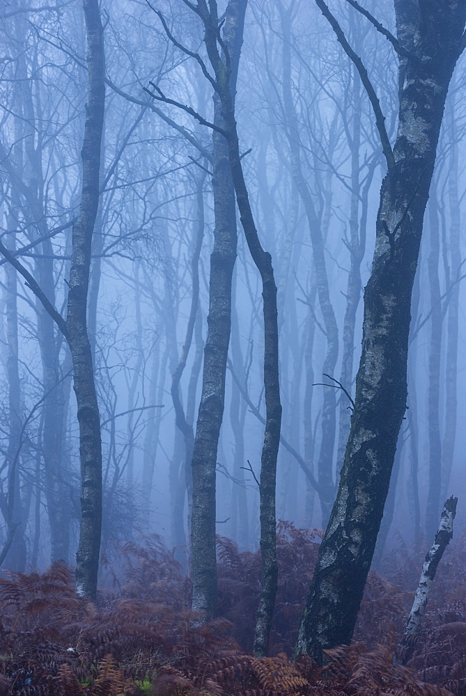 Silver birch (Betula pendula) trees and dawn fog in October, Peak District, Derbyshire, England, United Kingdom, Europe