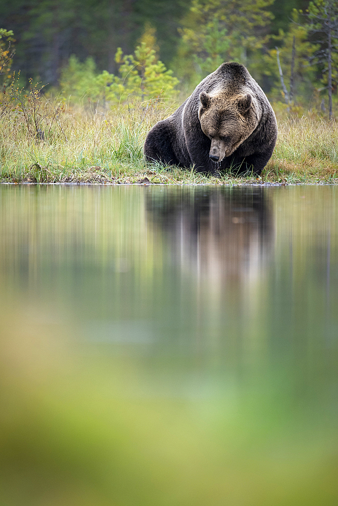 European brown bear (Ursos arctos arctos) reflected in lake, Finland