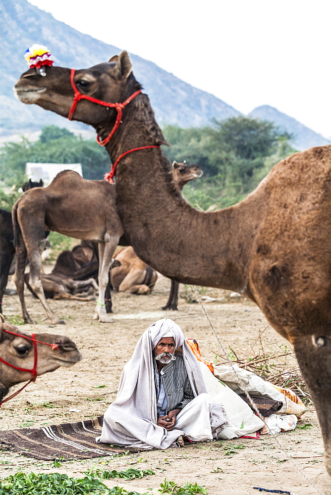 Camel herder early in the morning at the Pushkar Camel Fair, Pushkar, Rajasthan, India, Asia