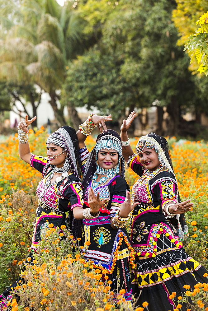 Local dancers in a marigold farm in Pushkar, Rajasthan, India, Asia