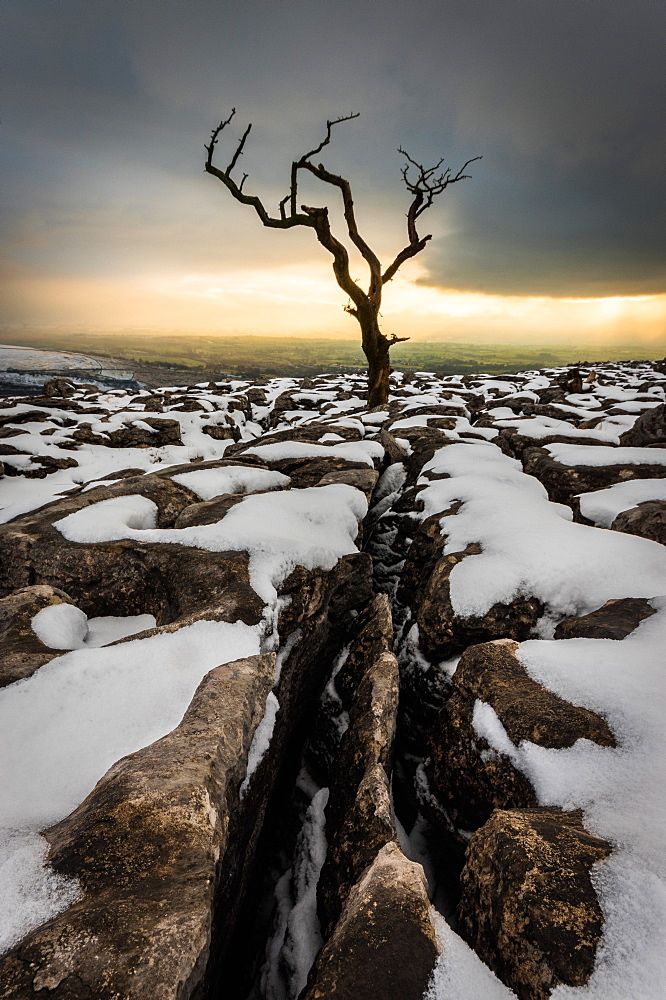 Tree in the snow, Twistleton Scar End, Ingleton, Yorkshire, England, United Kingdom, Europe