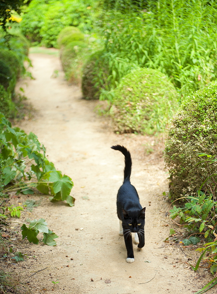 A cat patrols a garden path, France, Europe