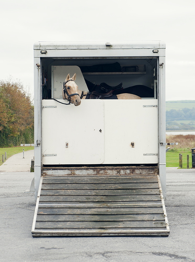 Horse peers out of a horsebox, United Kingdom, Europe