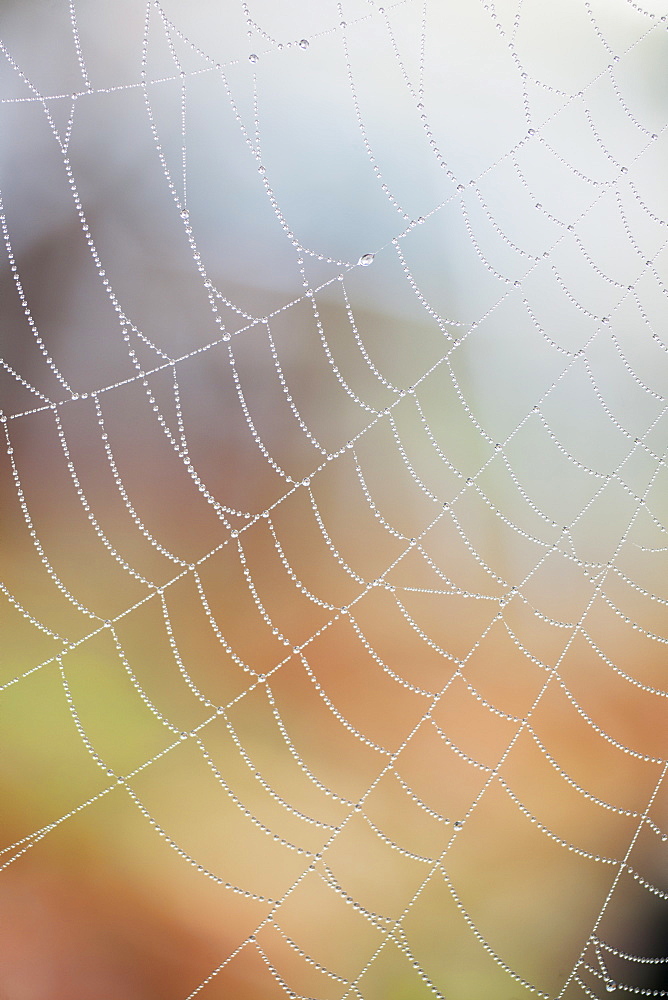 Dewdrops on a spiders web, United Kingdom, Europe