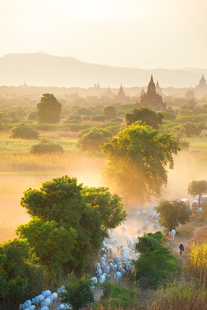 Farmers herding cattle in the ancient city of Bagan where more than 2200 ancient temples remain of the original 10000, Bagan (Pagan), Myanmar (Burma), Asia