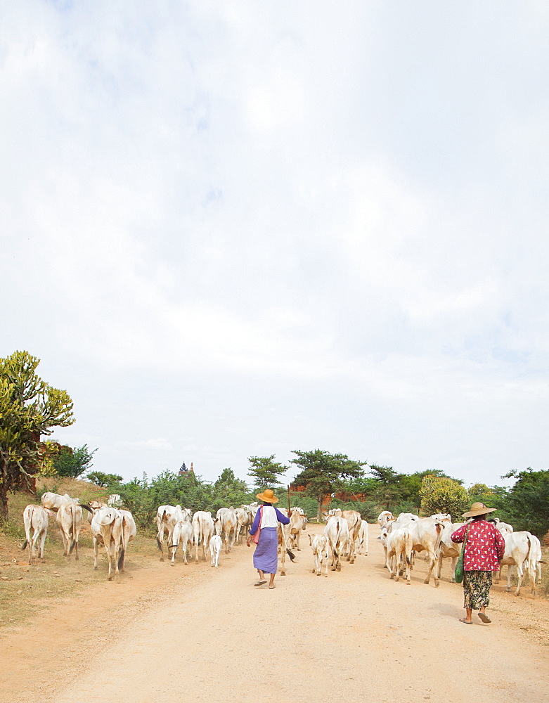 Farmers herding cattle in the ancient city of Bagan where more than 2200 ancient temples remain of the original 10000, Bagan (Pagan), Myanmar (Burma), Asia