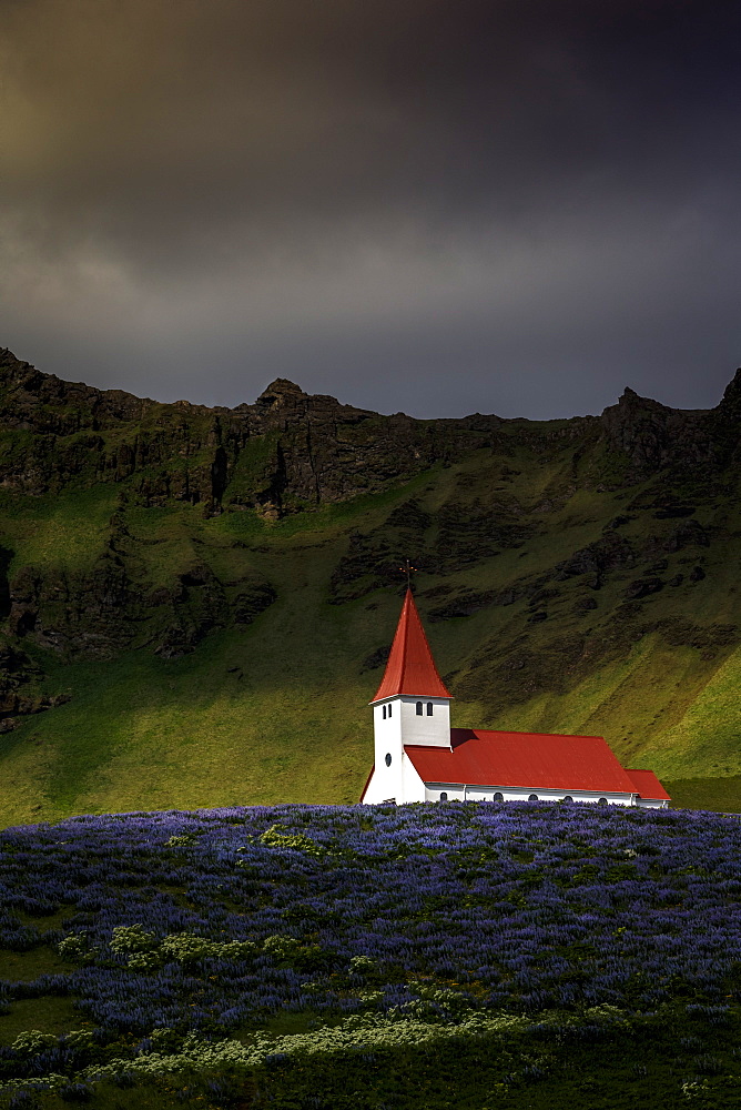 Vik church and lupine flowers, South Region, Iceland, Polar Regions