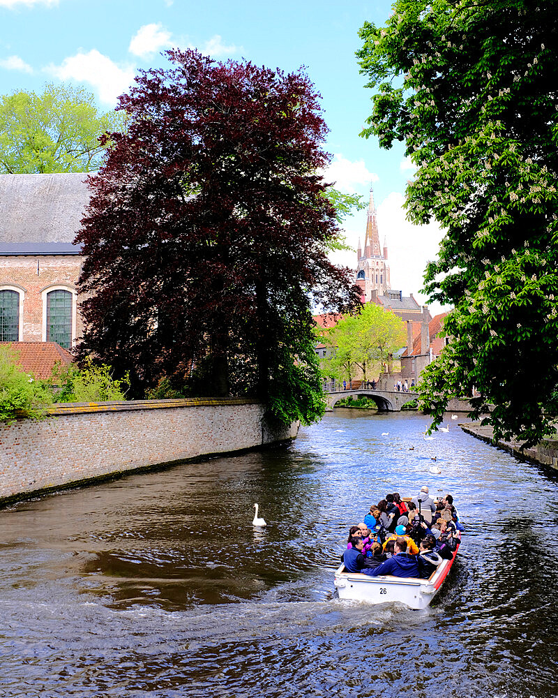 Tourist boat in the canals of Bruges with the Church of our Lady in the background, Bruges, Belgium, Europe