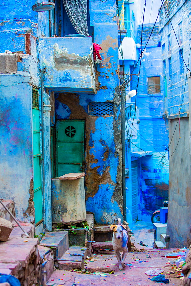 Street scene of the Blue Houses, Jodhpur, the Blue City, Rajasthan, India, Asia