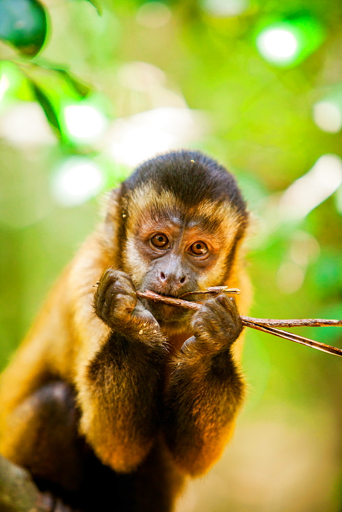 Portrait of a monkey, Johannesburg, South Africa, Africa