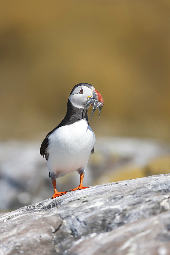 Puffin (Fratercula arctica) walking to its burrow along a rock with a beak full of sand eels, Farne Islands, Northumberland, England, United Kingdom, Europe