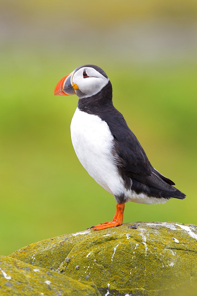 Puffin (Fratercula arctica) on a rocky outcrop on the Farne Islands, Northumberland, England, United Kingdom, Europe