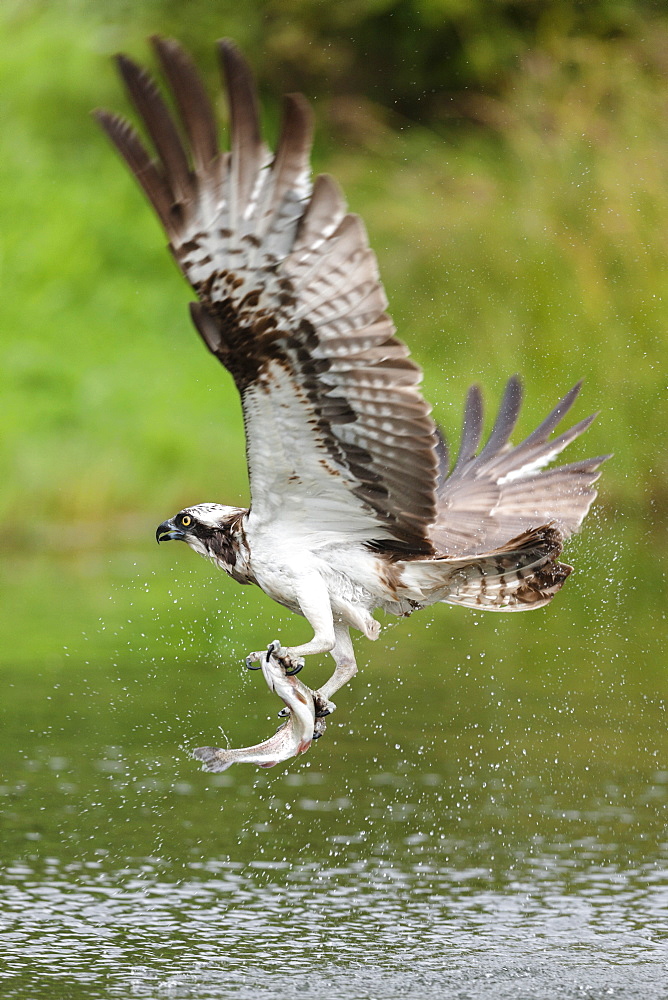 Osprey (Pandion haliaetus) flying above a pond after a successful fishing trip with a fish grasped in its talons, Pirkanmaa, Finland, Scandinavia, Europe