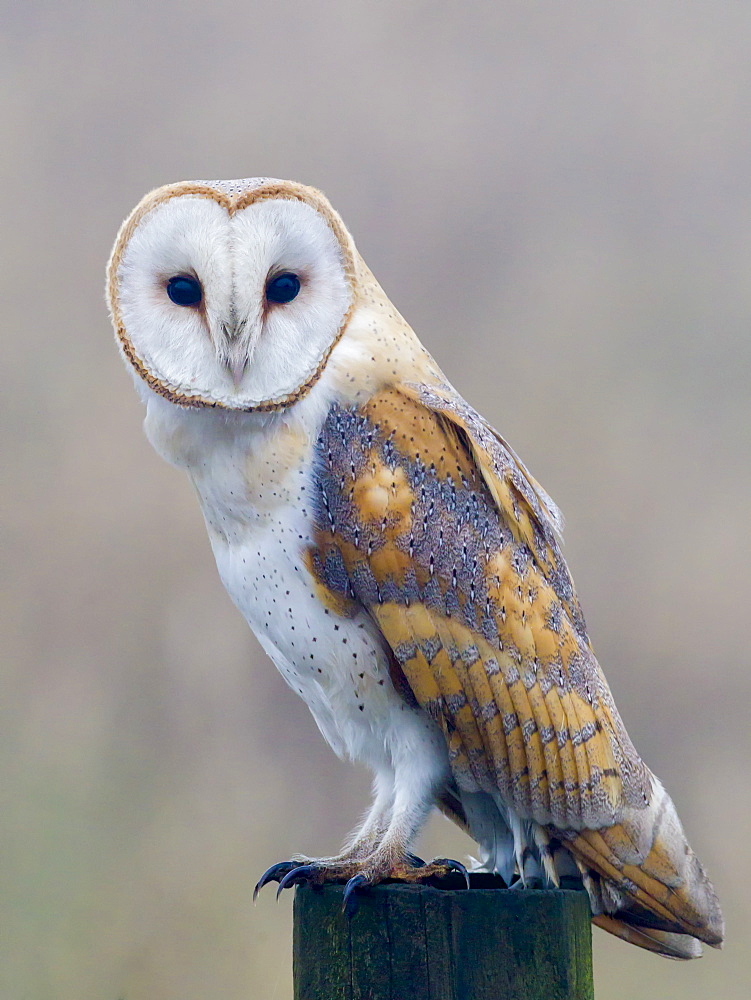 Barn owl (Tyto alba), resting perched on a roadside wooden stump, Norfolk, England, United Kingdom, Europe