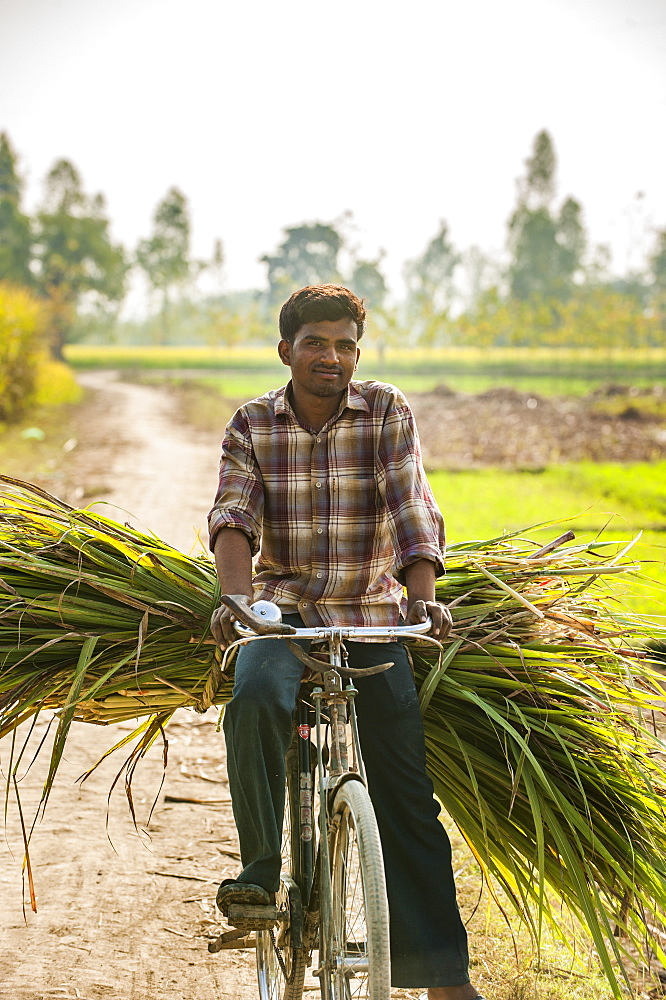 Carrying freshly harvested sugarcanet to market on a bicycle, Uttaranchal, India, Asia