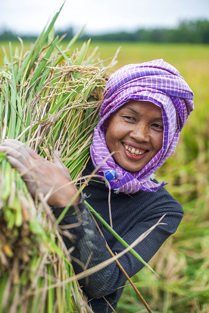 A woman carries a bundle of freshly harvested rice in north east India, India, Asia