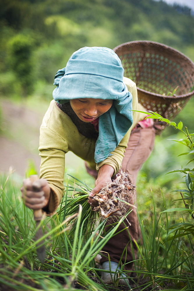 A girl collects spring onions on the verdant green slopes of Manipur in north east India, India, Asia