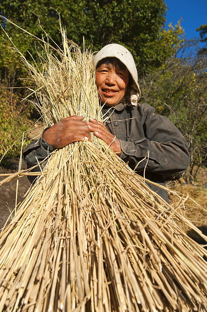 A Bhutanese woman holds up a bundle of freshly harvested rice, Paro District, Bhutan, Asia