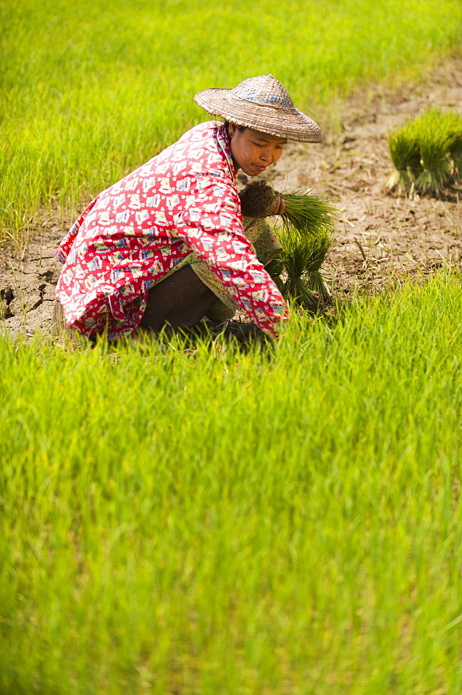 A woman harvests young rice into bundles for replanting, Kachin State, Myanmar (Burma), Asia