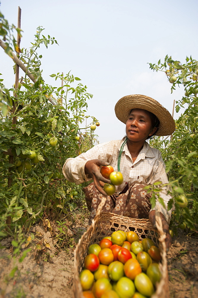 A woman picks tomatoes near Myitkyina, Kachin State, Myanmar (Burma), Asia