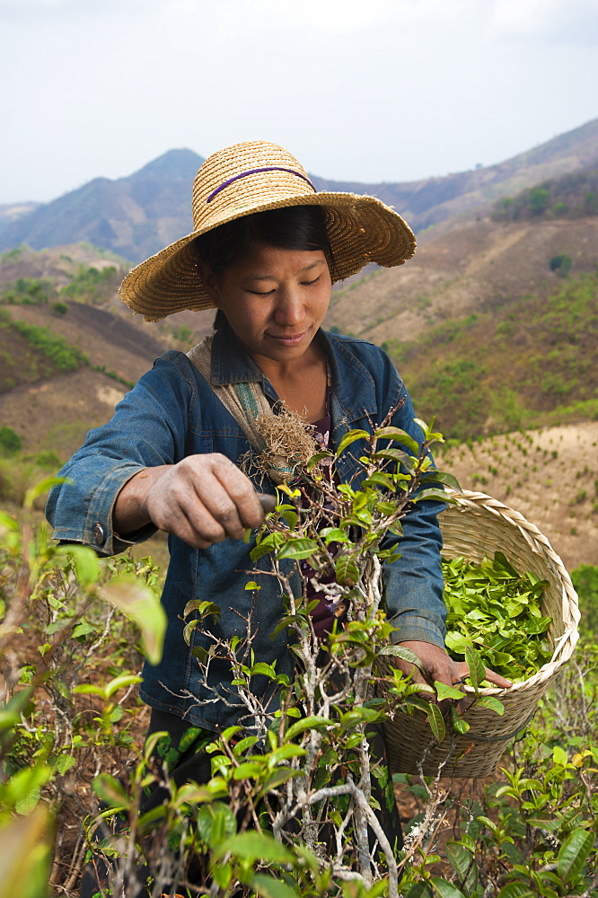 A woman collects teas leaves in the hills surrounding Kalaw Shan State, Myanmar (Burma), Asia