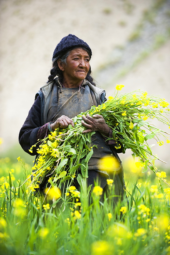 Collecting flowers which will be used to feed the animals in Ladakh in north east India, India, Asia