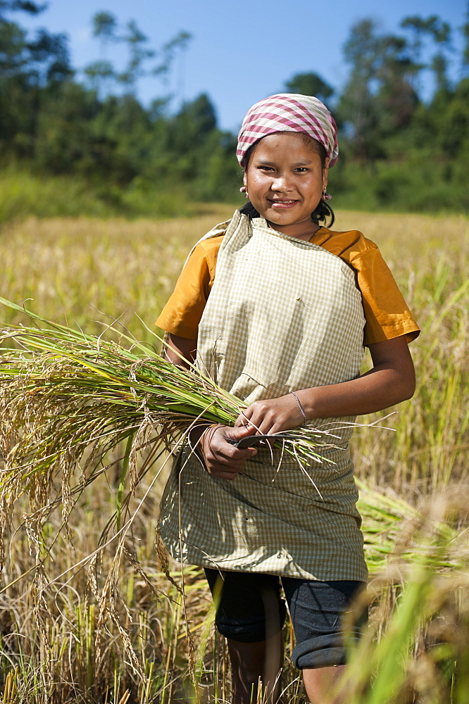 A girl harvests rice in the East Khasi hills of Meghalaya in north east India, India, Asia