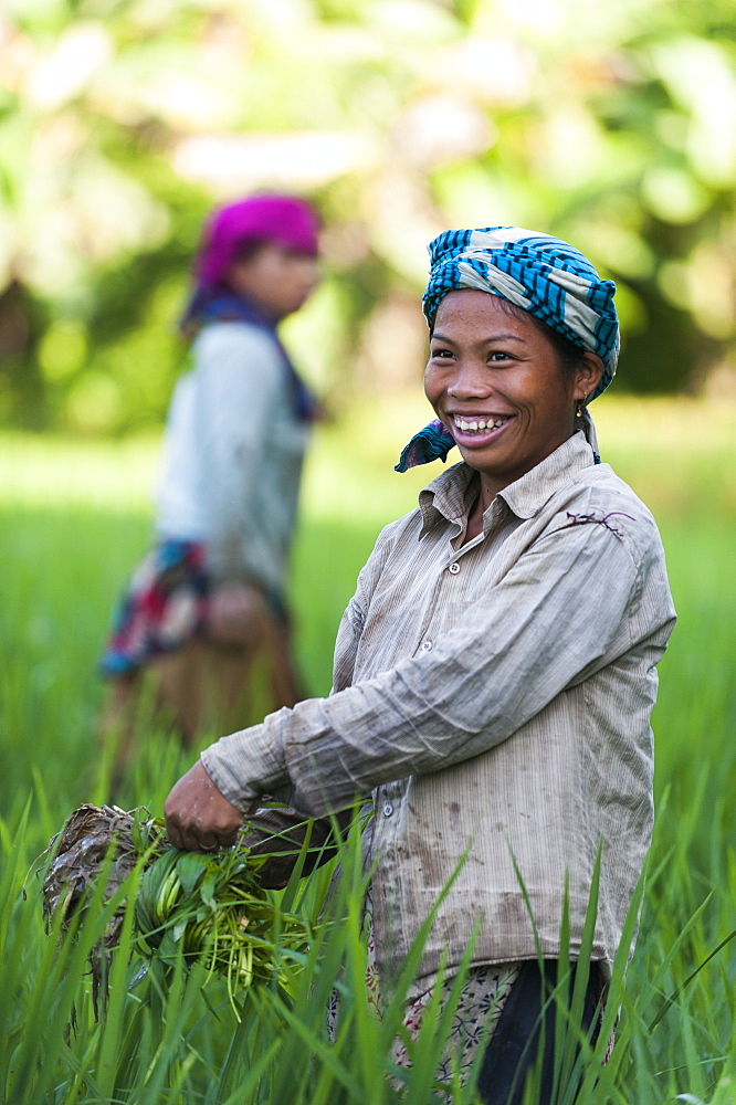 A girl clears weeds from the water in rice paddies, Bandarban, Chittagong Hill Tracts region, Bangladesh, Asia