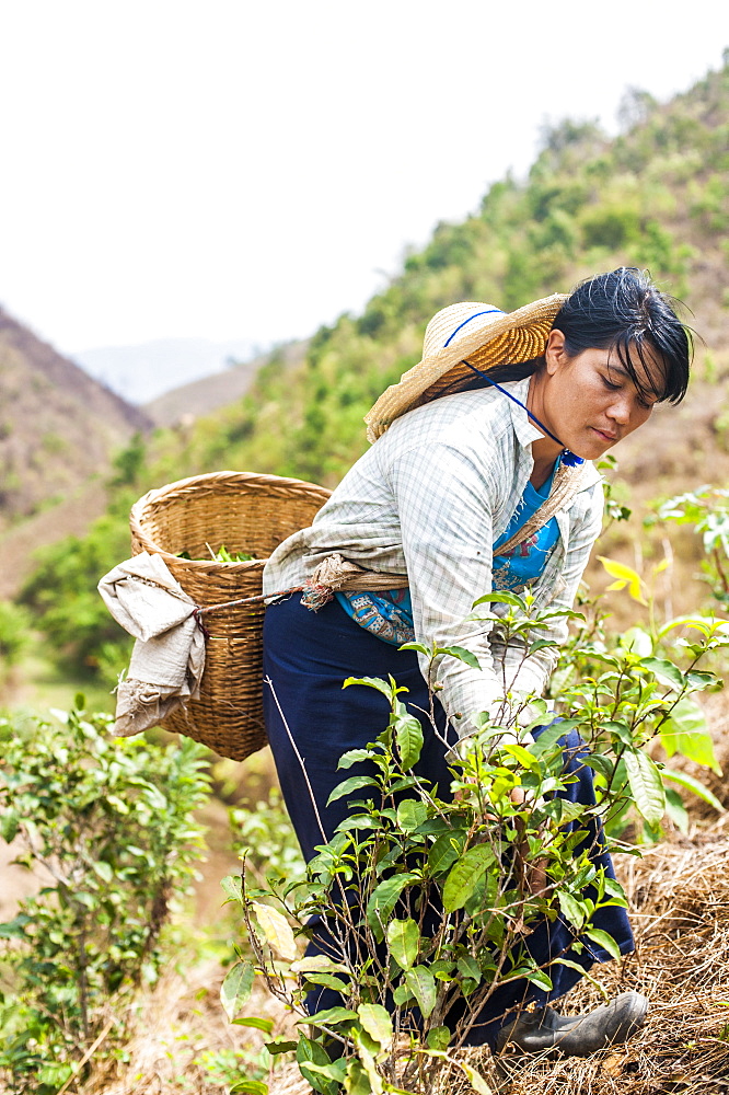 Collecting tea leaves, only the young tea leaves are picked to be dried, Shan State, Myanmar (Burma), Asia