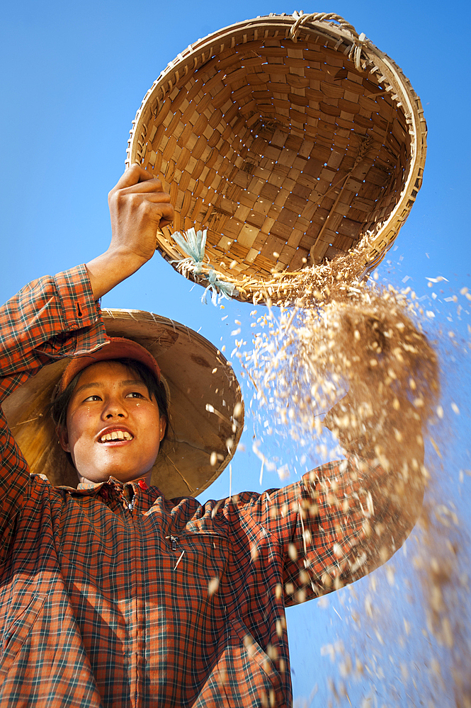 A girl winnows wheat, sorting away the husks, by pouring it in the wind, Shan State, Myanmar (Burma), Asia