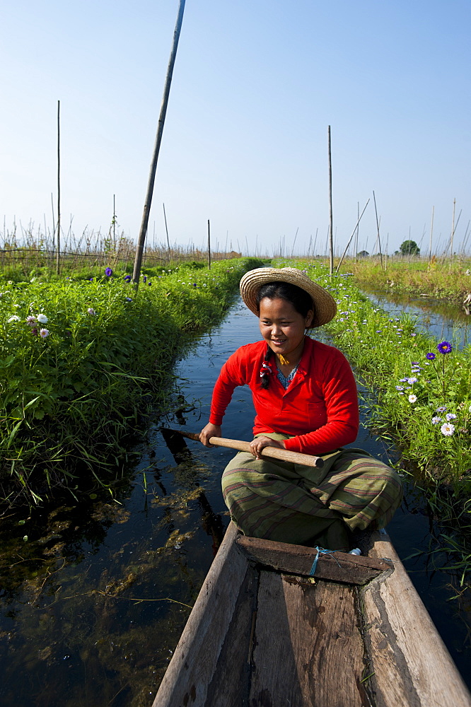 A woman paddles through the floating gardens on Inle Lake, Shan State, Myanmar (Burma), Asia