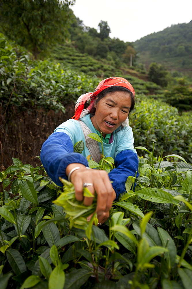 A woman collects tea leaves on a Puer tea estate in Yunnan Province, China, Asia