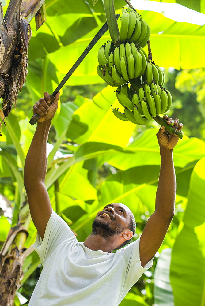 A man harvests bananas in Castara Bay on the Caribbean island of Tobago, Trinidad and Tobago, West Indies, Caribbean, Central America