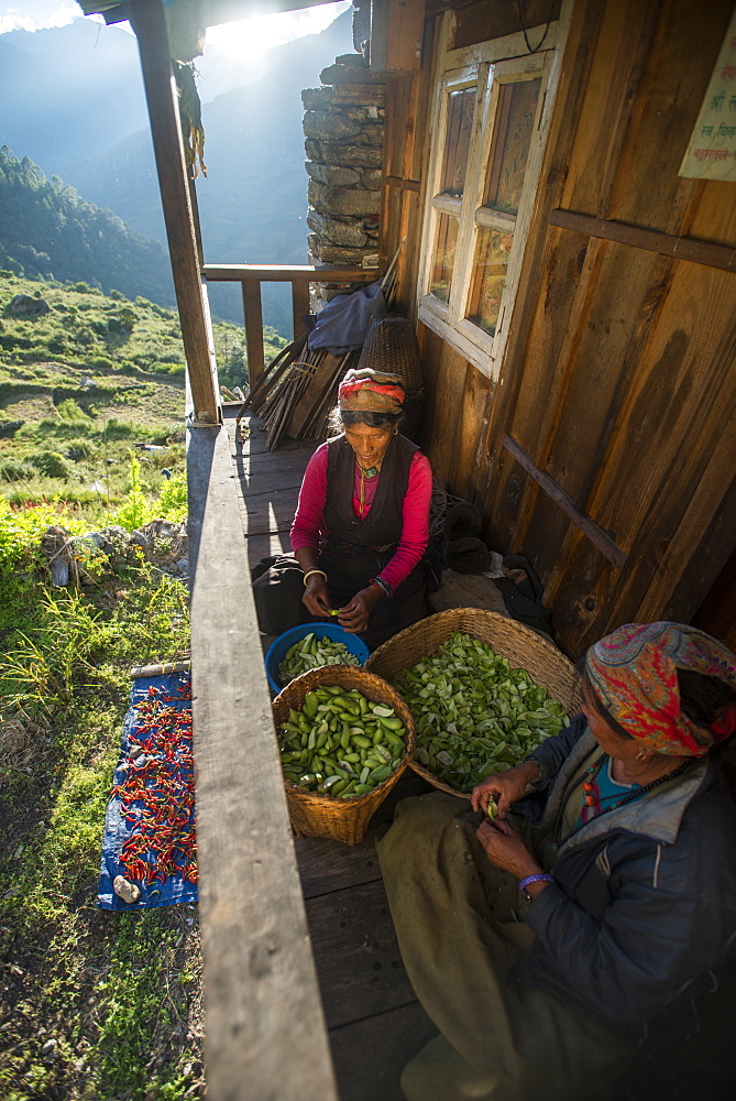 A Tamang woman peels little squashes in a small village called Briddim in the Langtang Region, Nepal, Asia